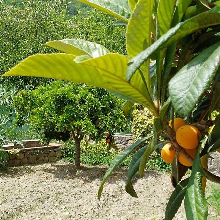 Country House B&B Antica Dimora Del Sole Camerota Exterior foto